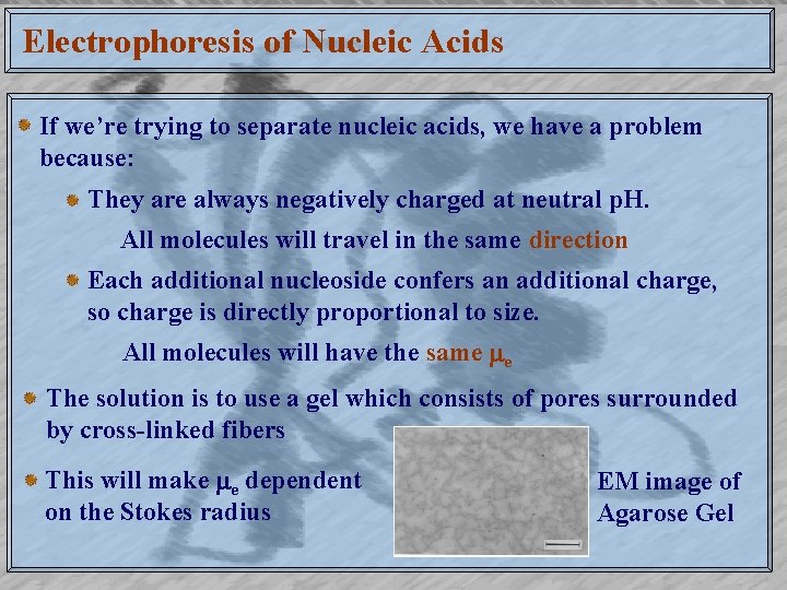 Electrophoresis of Nucleic Acids If we’re trying to separate nucleic acids, we have a