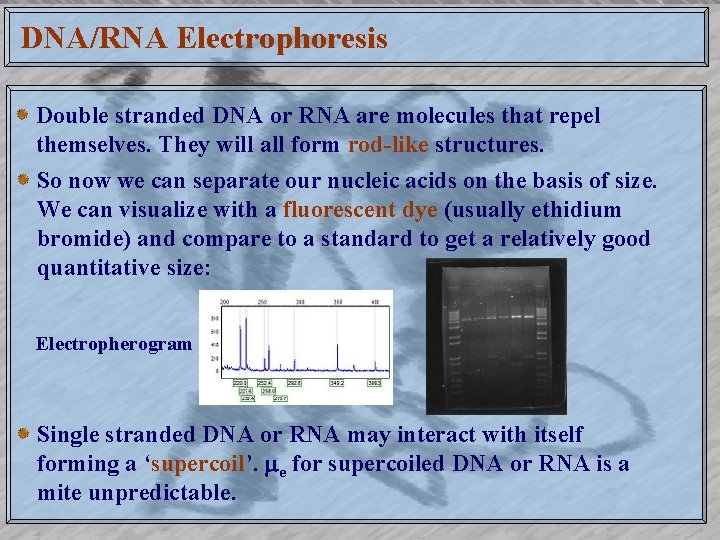 DNA/RNA Electrophoresis Double stranded DNA or RNA are molecules that repel themselves. They will