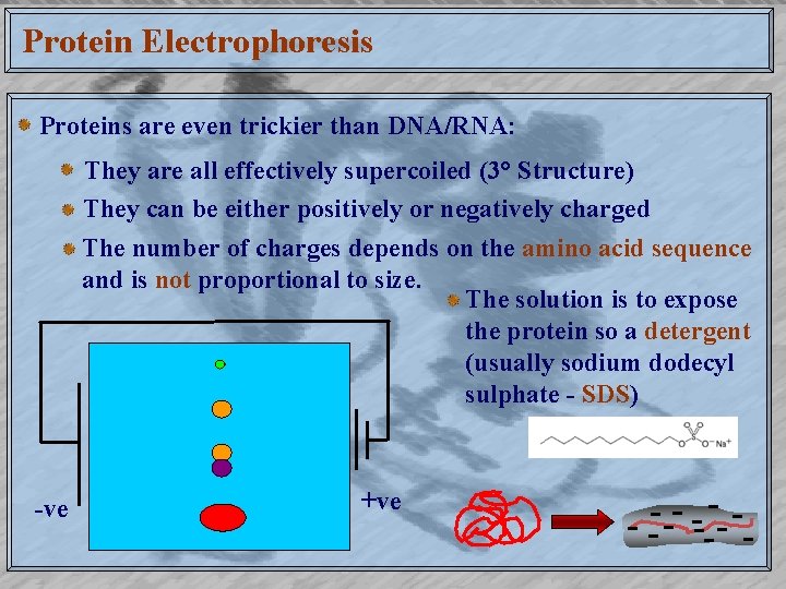 Protein Electrophoresis Proteins are even trickier than DNA/RNA: They are all effectively supercoiled (3°