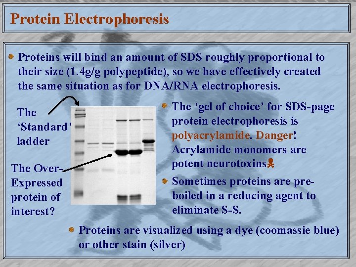 Protein Electrophoresis Proteins will bind an amount of SDS roughly proportional to their size