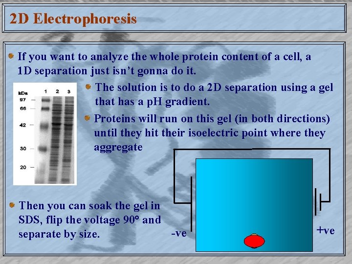 2 D Electrophoresis If you want to analyze the whole protein content of a