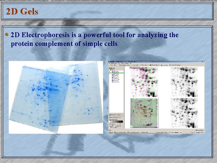 2 D Gels 2 D Electrophoresis is a powerful tool for analyzing the protein