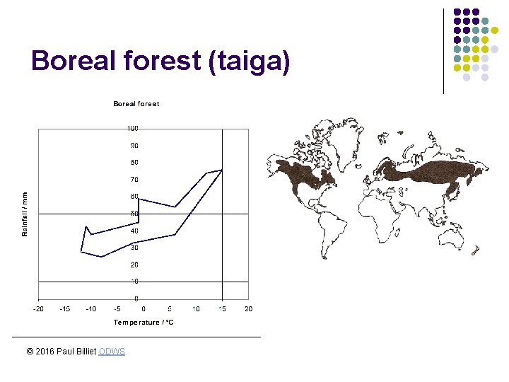 Boreal forest (taiga) © 2016 Paul Billiet ODWS 