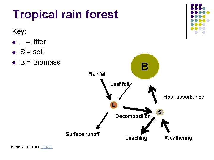 Tropical rain forest Key: l L = litter l S = soil l B