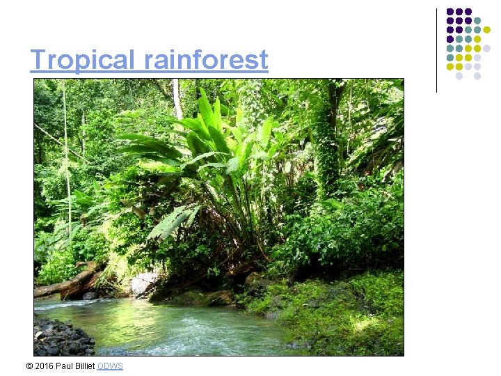 Tropical rainforest © 2016 Paul Billiet ODWS 