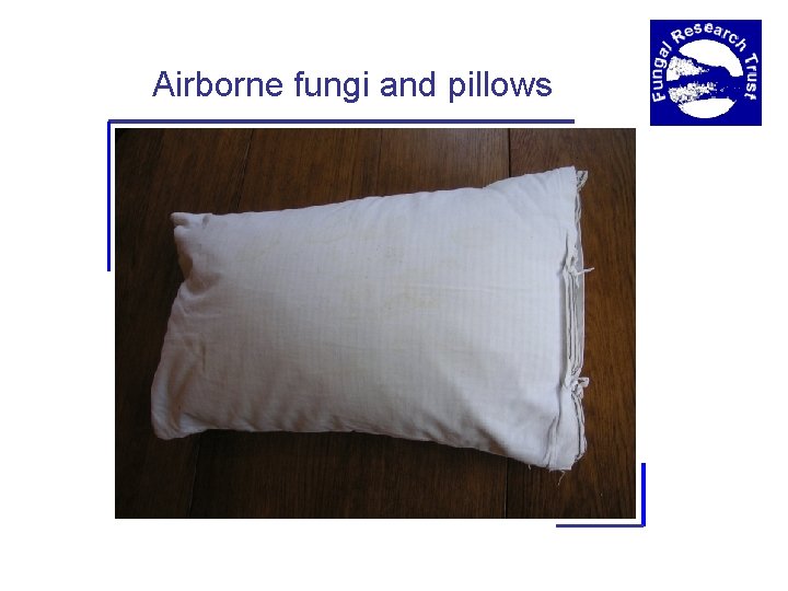 Airborne fungi and pillows 