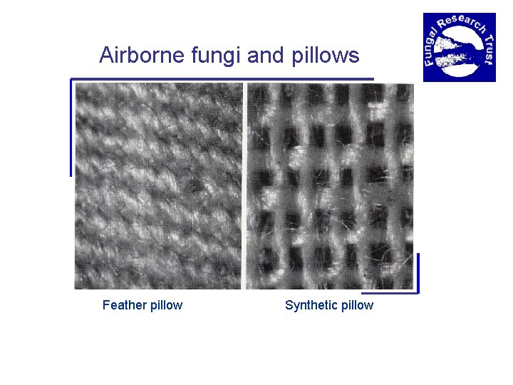 Airborne fungi and pillows Feather pillow Synthetic pillow 