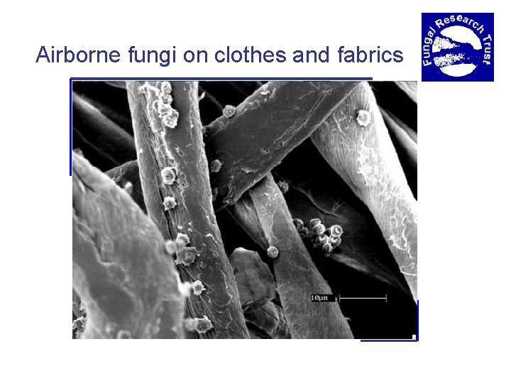 Airborne fungi on clothes and fabrics 