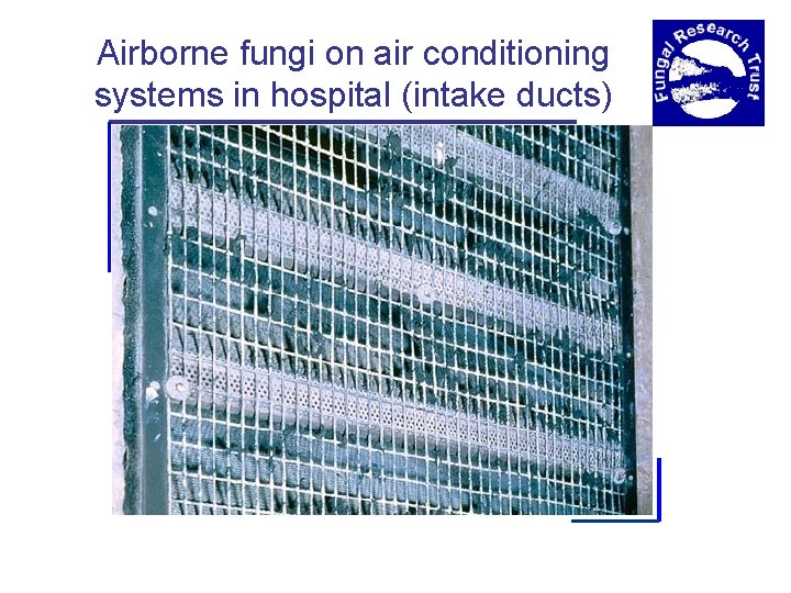 Airborne fungi on air conditioning systems in hospital (intake ducts) 