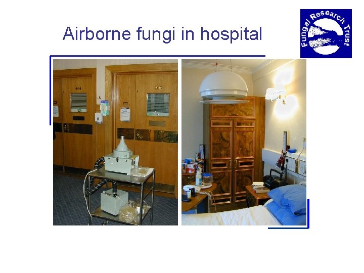 Airborne fungi in hospital 