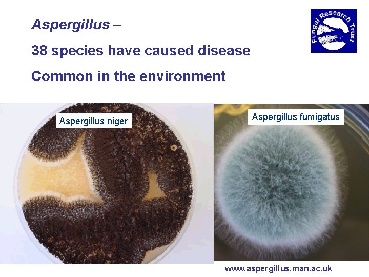 Aspergillus – 38 species have caused disease Common in the environment Aspergillus niger Aspergillus