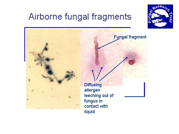 Airborne fungal fragments Fungal fragment Diffusing allergen leeching out of fungus in contact with