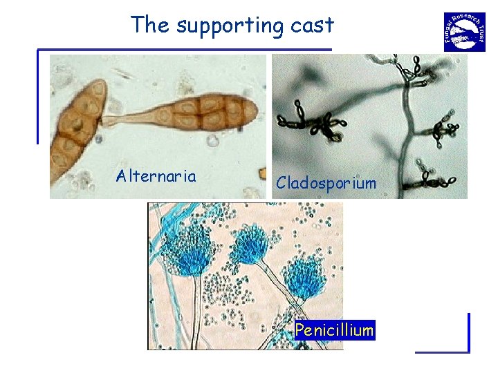 The supporting cast Alternaria Cladosporium Penicillium 