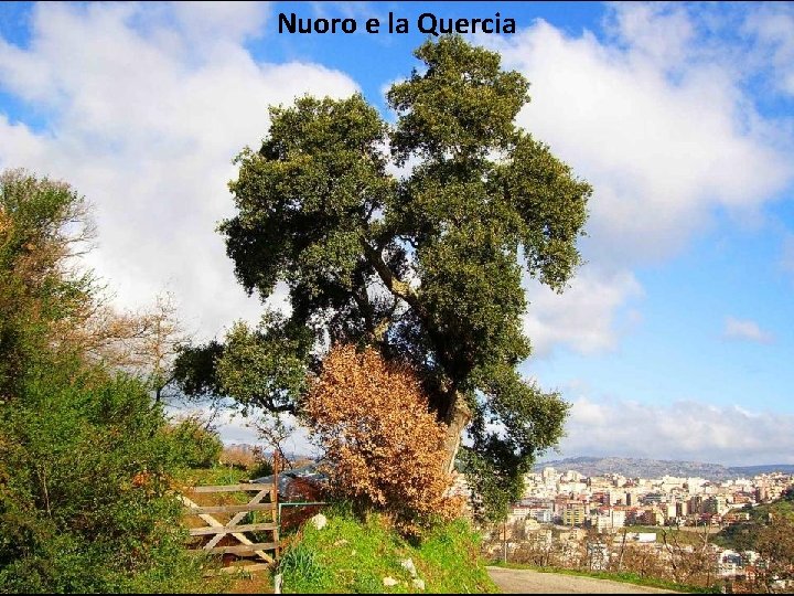 Nuoro e la Quercia 