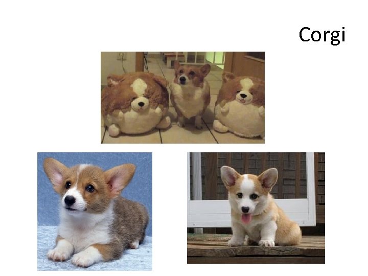 Corgi 
