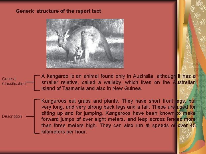 Generic structure of the report text General Classification A kangaroo is an animal found