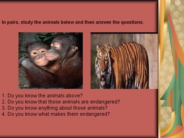 In pairs, study the animals below and then answer the questions. 1. Do you