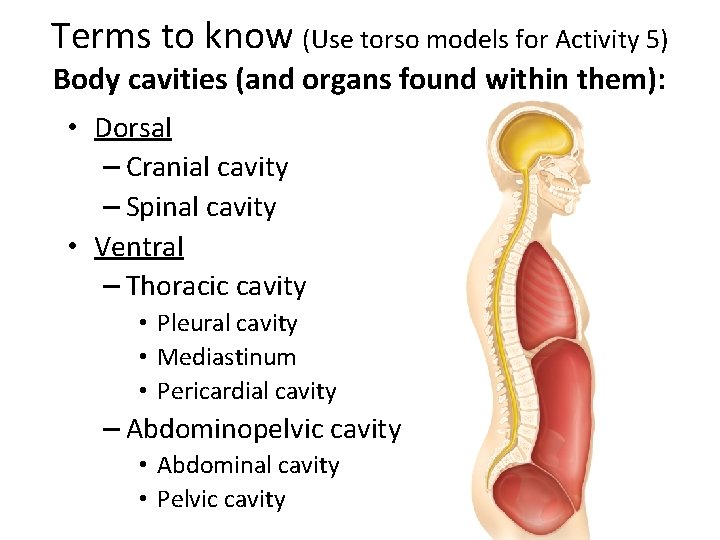 Terms to know (Use torso models for Activity 5) Body cavities (and organs found