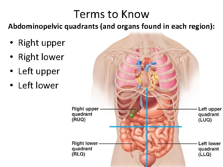 Terms to Know Abdominopelvic quadrants (and organs found in each region): • • Right