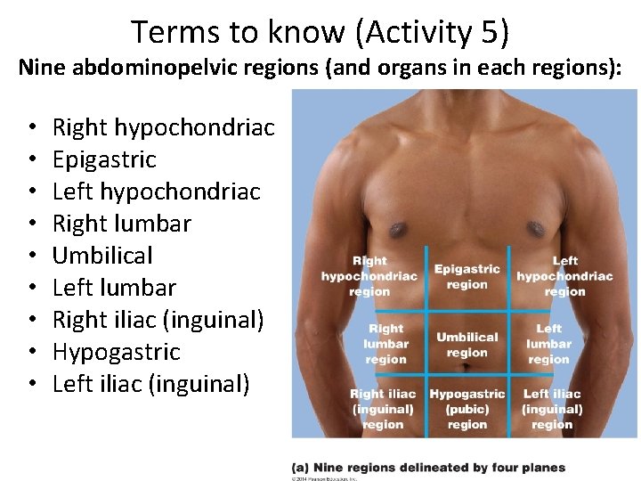 Terms to know (Activity 5) Nine abdominopelvic regions (and organs in each regions): •