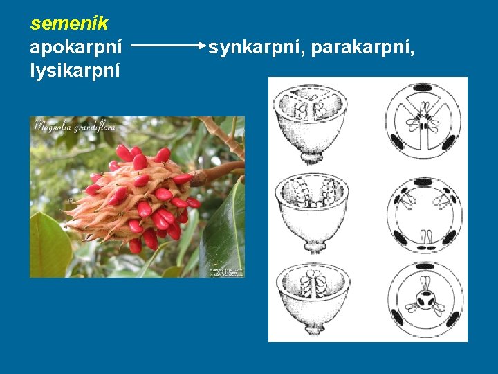 semeník apokarpní lysikarpní synkarpní, parakarpní, 