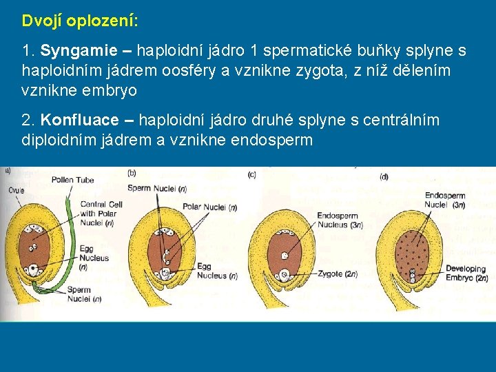 Dvojí oplození: 1. Syngamie – haploidní jádro 1 spermatické buňky splyne s haploidním jádrem
