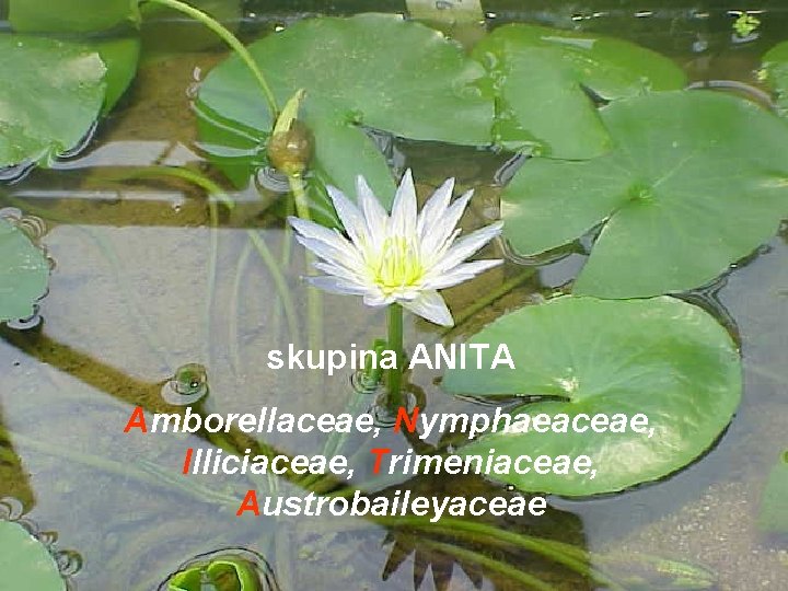 skupina ANITA Amborellaceae, Nymphaeaceae, Illiciaceae, Trimeniaceae, Austrobaileyaceae 