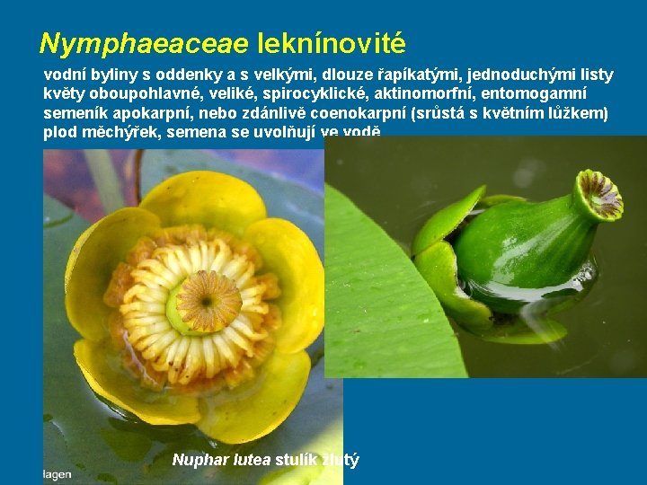 Nymphaeaceae leknínovité vodní byliny s oddenky a s velkými, dlouze řapíkatými, jednoduchými listy květy