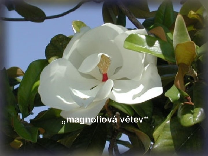 „magnoliová větev“ 