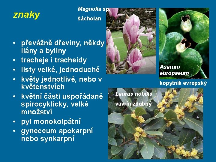 znaky Magnolia sp. šácholan • převážně dřeviny, někdy liány a byliny • tracheje i