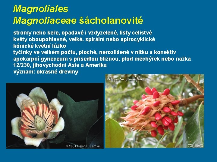 Magnoliales Magnoliaceae šácholanovité stromy nebo keře, opadavé i vždyzelené, listy celistvé květy oboupohlavné, velké.