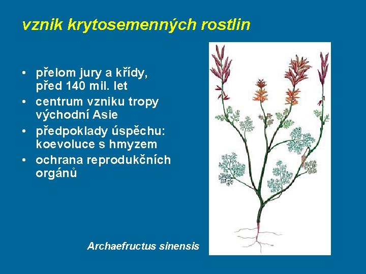 vznik krytosemenných rostlin • přelom jury a křídy, před 140 mil. let • centrum