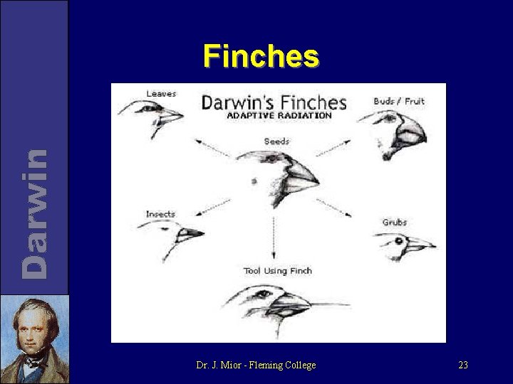 Finches Dr. J. Mior - Fleming College 23 
