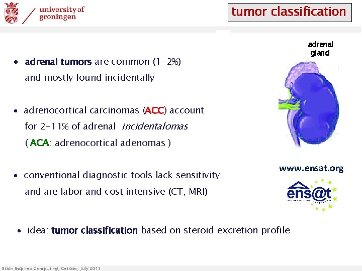 tumor classification adrenal gland ∙ adrenal tumors are common (1 -2%) and mostly found