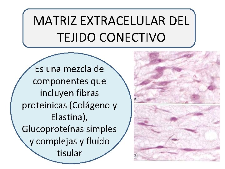 MATRIZ EXTRACELULAR DEL TEJIDO CONECTIVO Es una mezcla de componentes que incluyen fibras proteínicas