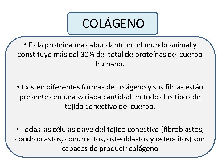 COLÁGENO • Es la proteína más abundante en el mundo animal y constituye más