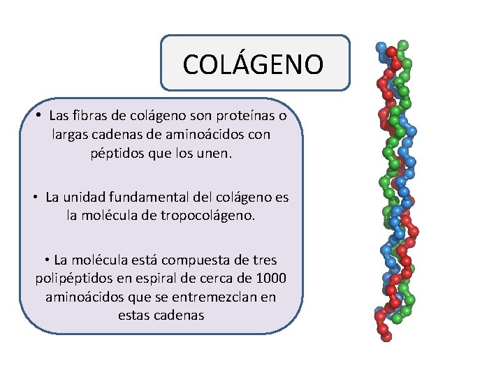 COLÁGENO • Las fibras de colágeno son proteínas o largas cadenas de aminoácidos con