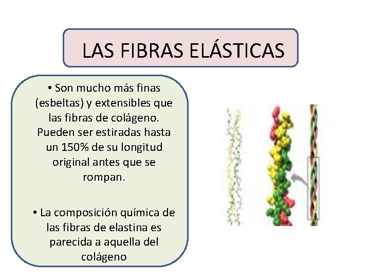 LAS FIBRAS ELÁSTICAS • Son mucho más finas (esbeltas) y extensibles que las fibras