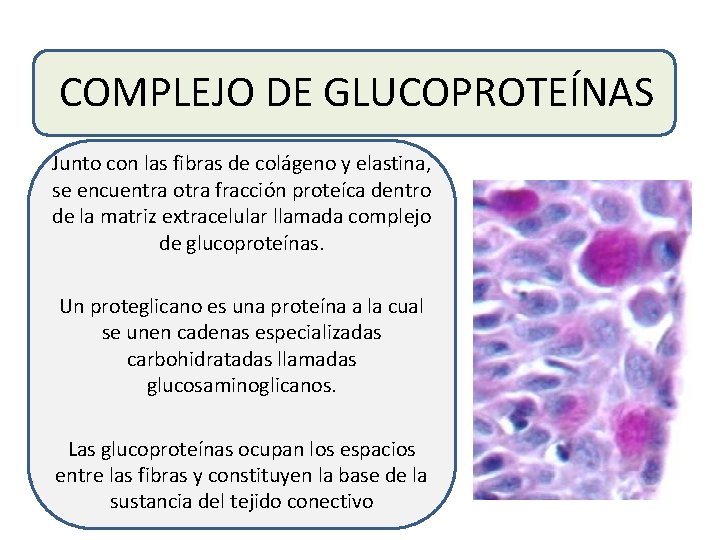 COMPLEJO DE GLUCOPROTEÍNAS Junto con las fibras de colágeno y elastina, se encuentra otra