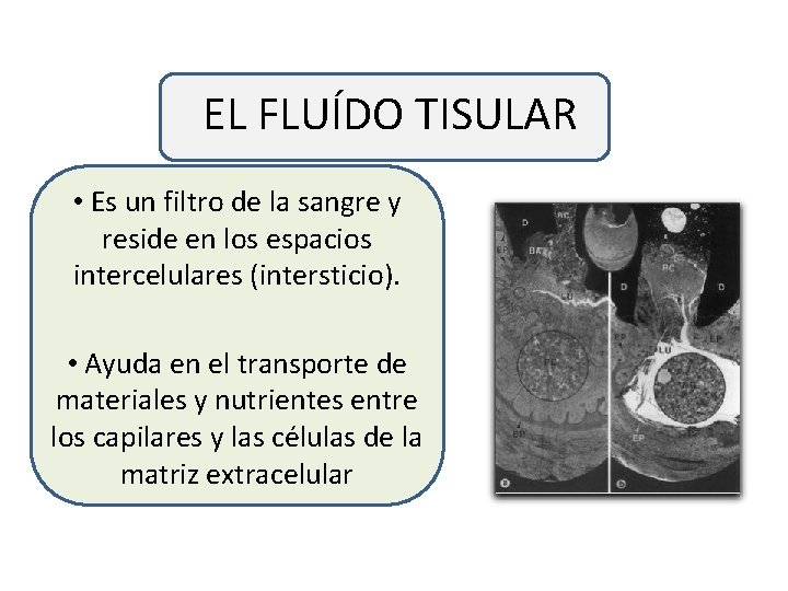 EL FLUÍDO TISULAR • Es un filtro de la sangre y reside en los