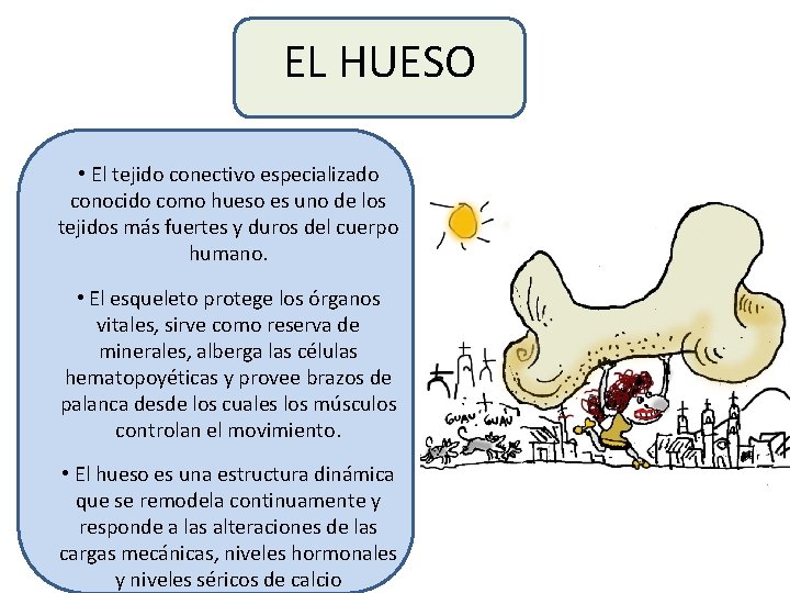 EL HUESO • El tejido conectivo especializado conocido como hueso es uno de los
