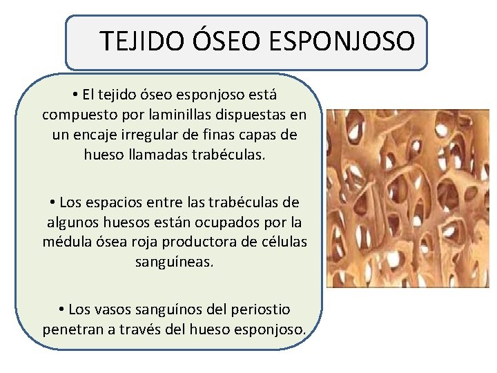 TEJIDO ÓSEO ESPONJOSO • El tejido óseo esponjoso está compuesto por laminillas dispuestas en