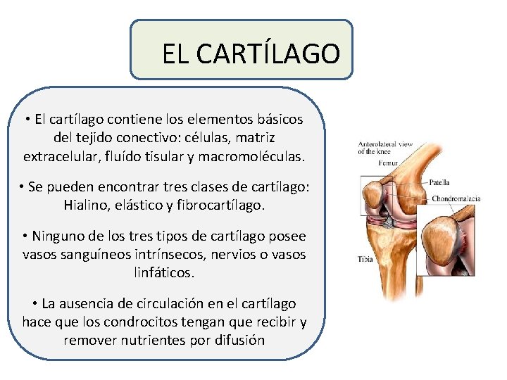 EL CARTÍLAGO • El cartílago contiene los elementos básicos del tejido conectivo: células, matriz