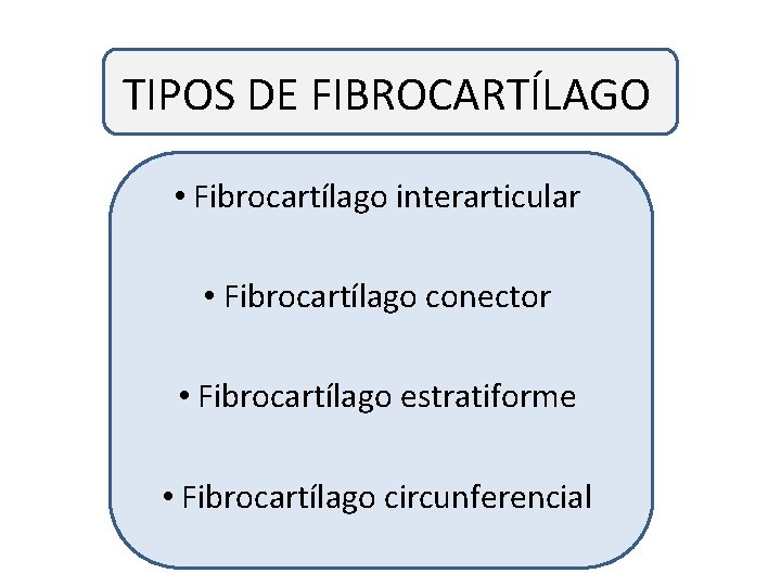 TIPOS DE FIBROCARTÍLAGO • Fibrocartílago interarticular • Fibrocartílago conector • Fibrocartílago estratiforme • Fibrocartílago
