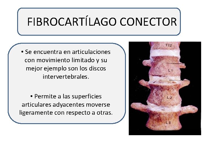 FIBROCARTÍLAGO CONECTOR • Se encuentra en articulaciones con movimiento limitado y su mejor ejemplo