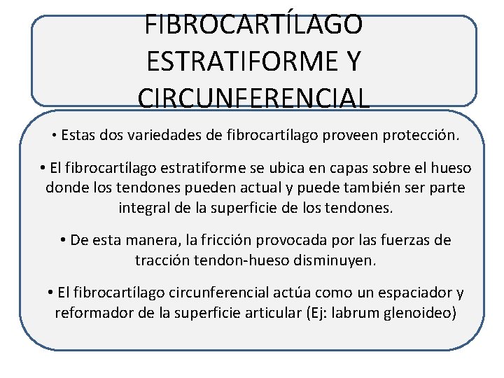 FIBROCARTÍLAGO ESTRATIFORME Y CIRCUNFERENCIAL • Estas dos variedades de fibrocartílago proveen protección. • El