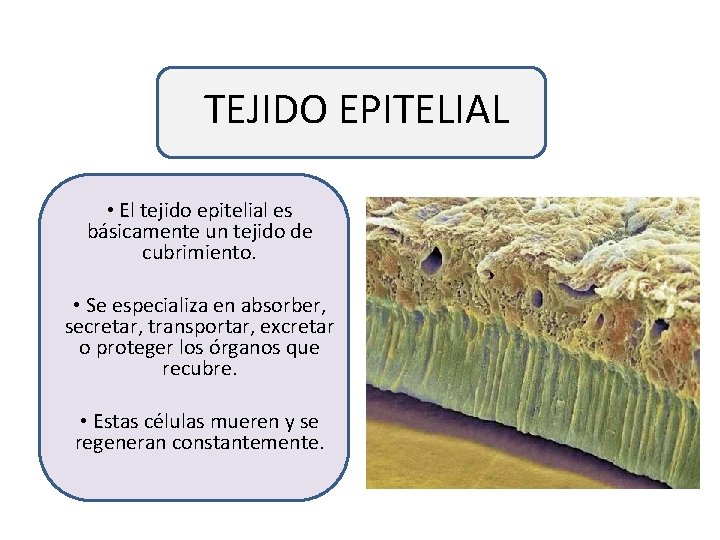 TEJIDO EPITELIAL • El tejido epitelial es básicamente un tejido de cubrimiento. • Se