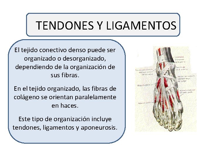 TENDONES Y LIGAMENTOS El tejido conectivo denso puede ser organizado o desorganizado, dependiendo de