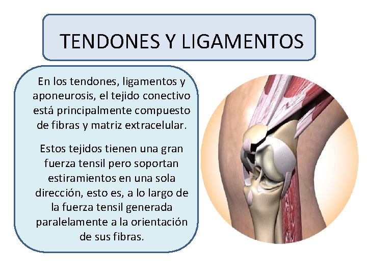 TENDONES Y LIGAMENTOS En los tendones, ligamentos y aponeurosis, el tejido conectivo está principalmente