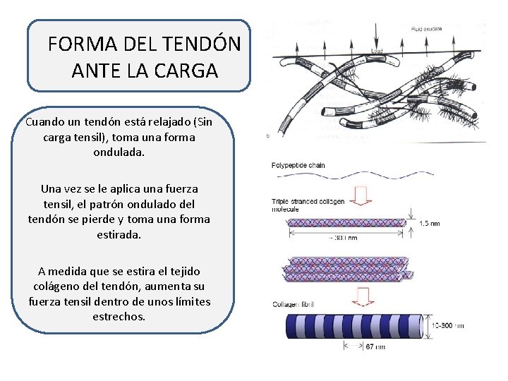 FORMA DEL TENDÓN ANTE LA CARGA Cuando un tendón está relajado (Sin carga tensil),